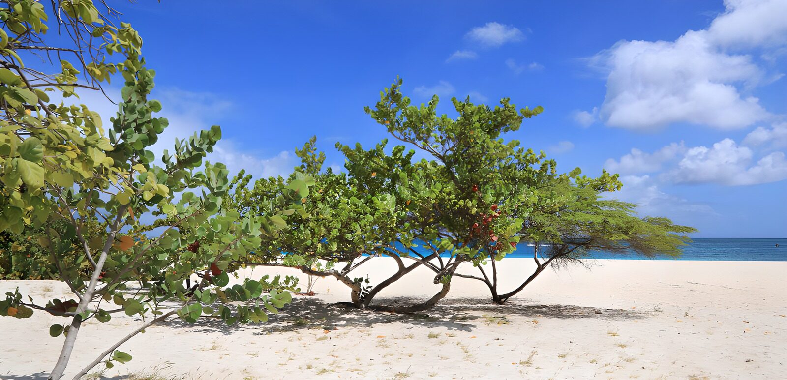 PDGIT6175606: Spiaggia al sole tra alberi e mare