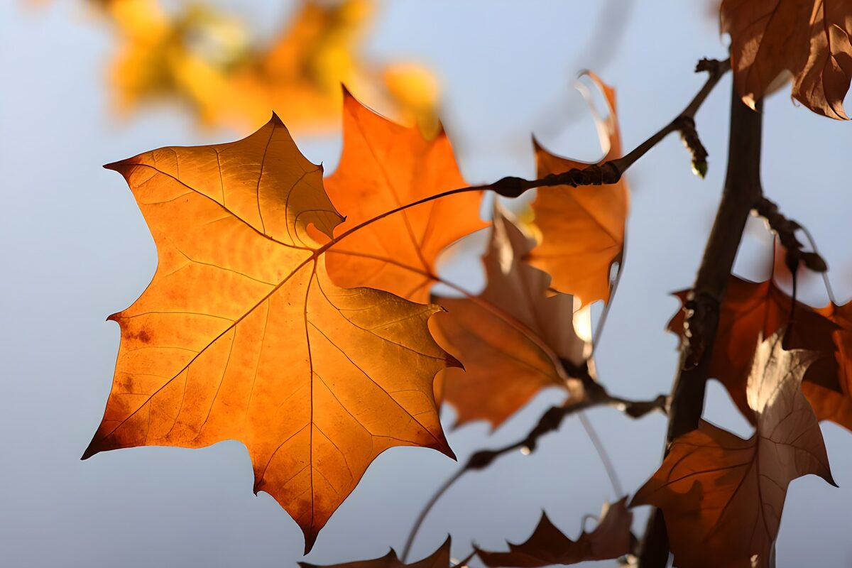 Foglie arancioni d’autunno in controluce