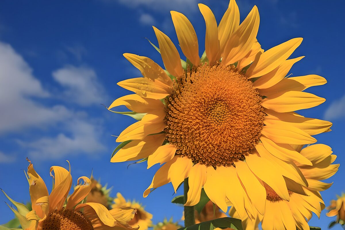 Girasoli, un abbraccio d’estate