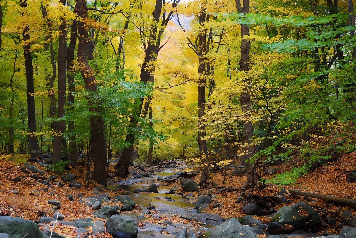 PDGIT1681606: Ruscello nel bosco d’autunno