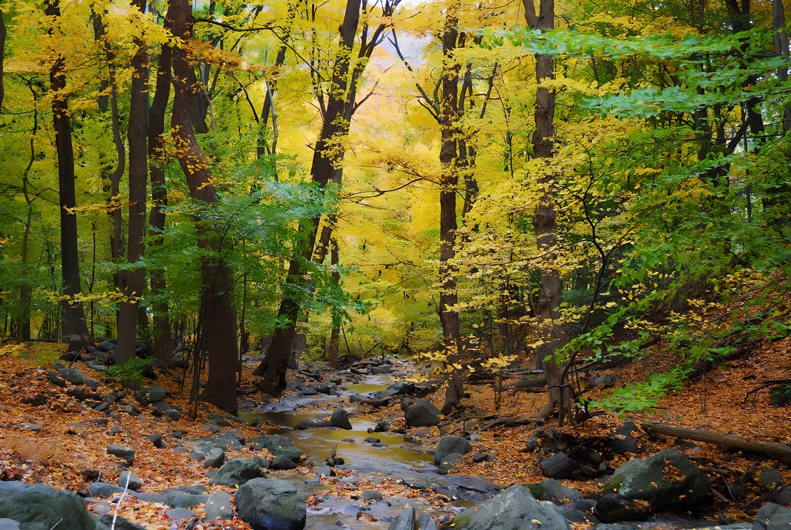 PDGIT1681606: Ruscello nel bosco d’autunno