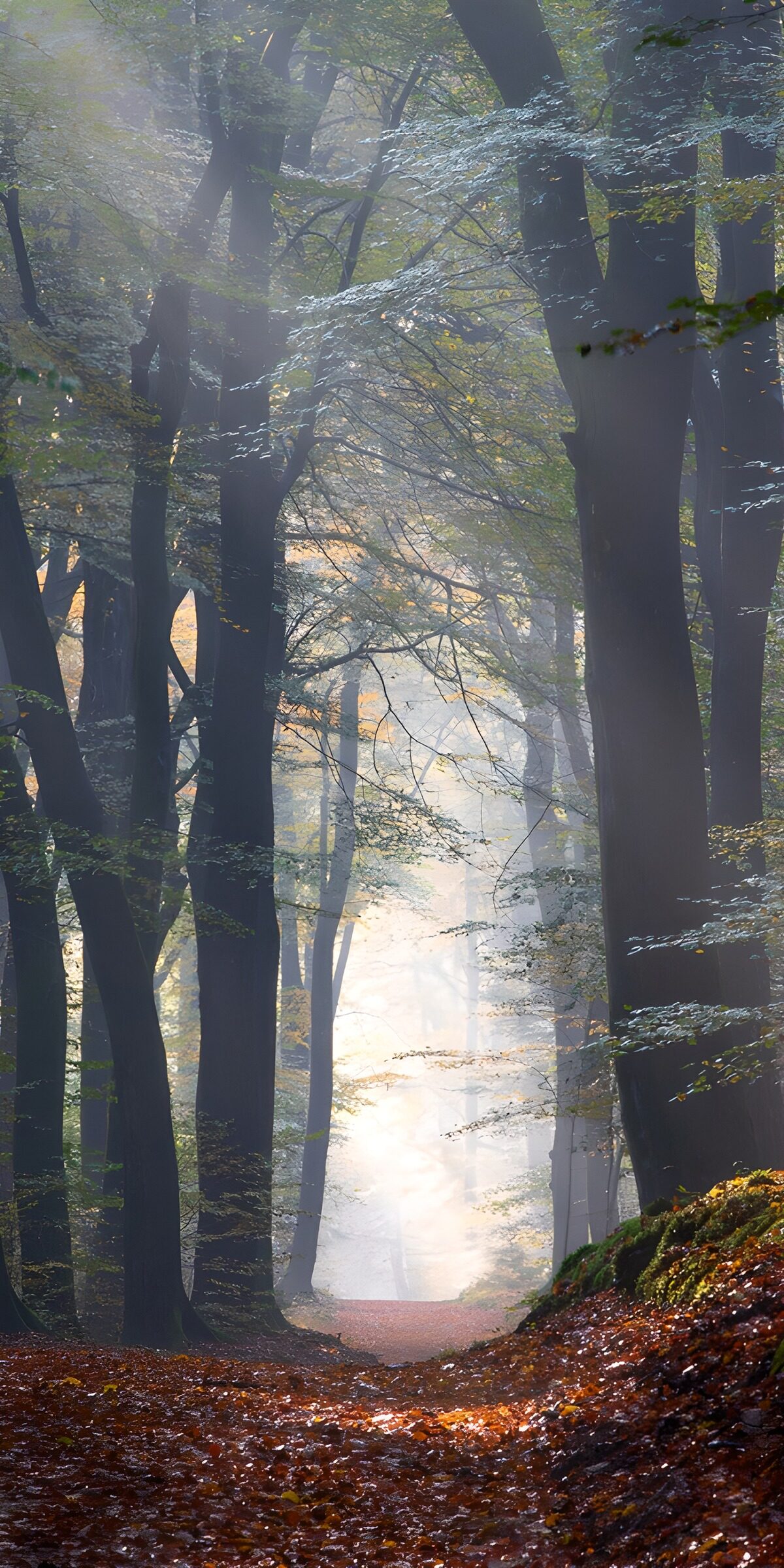 PDGIT2593377: Sentiero nel bosco tra nebbia e sole
