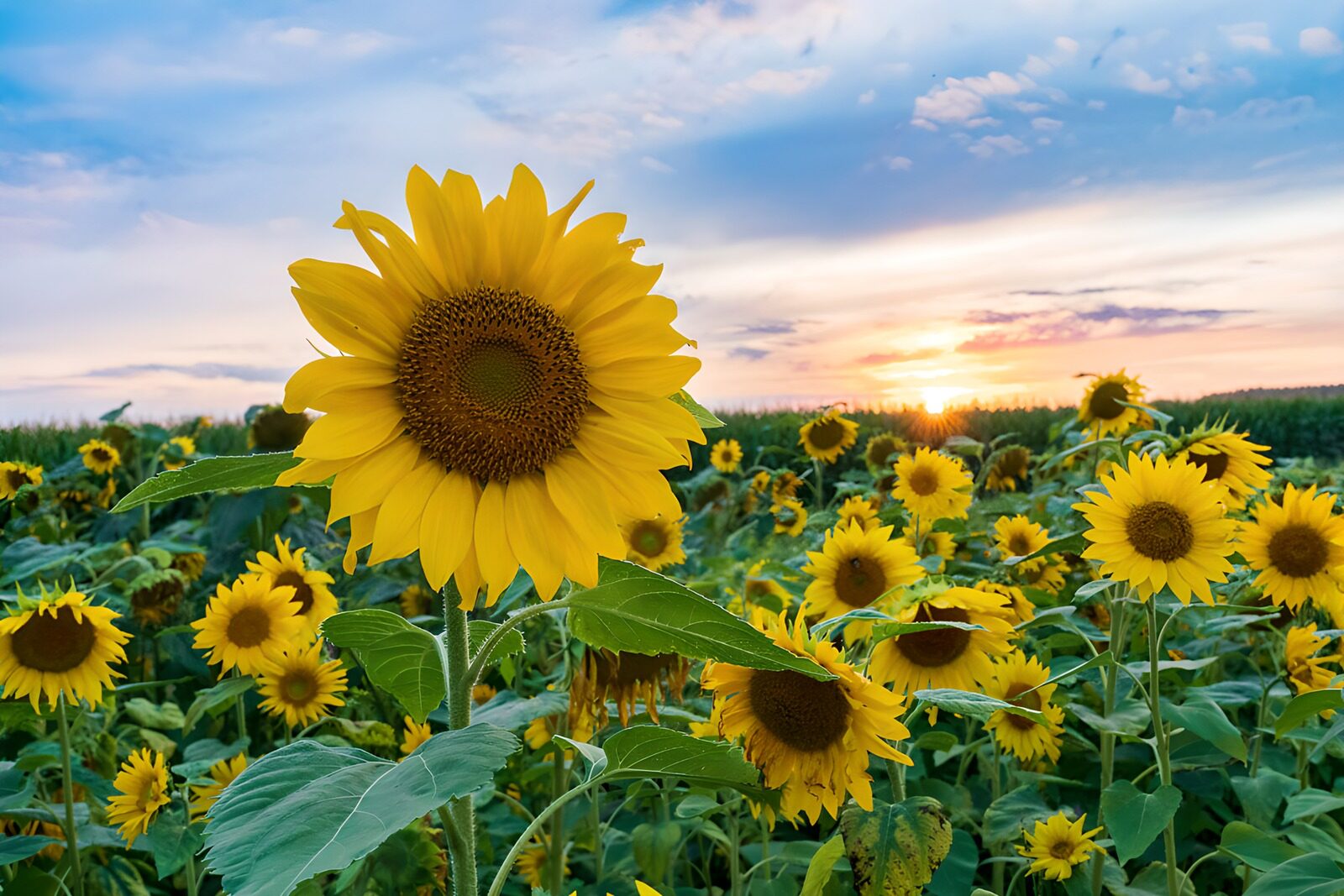 PDGIT9507255: Girasoli al tramonto sotto un cielo rosa