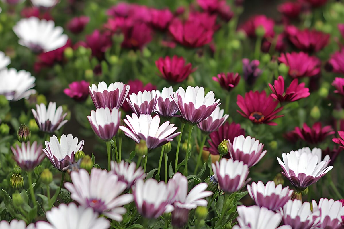 Margherite bianche, rosa e viola