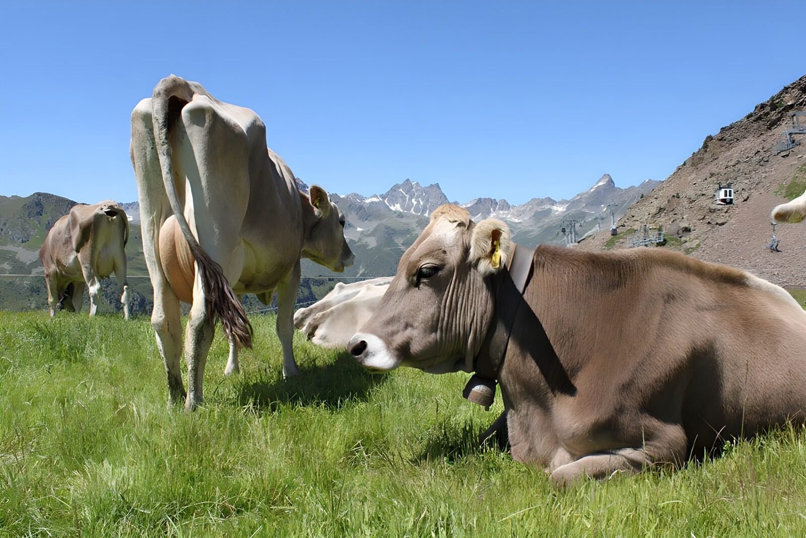 PDGIT3700056: Mucche al sole nel prato di montagna