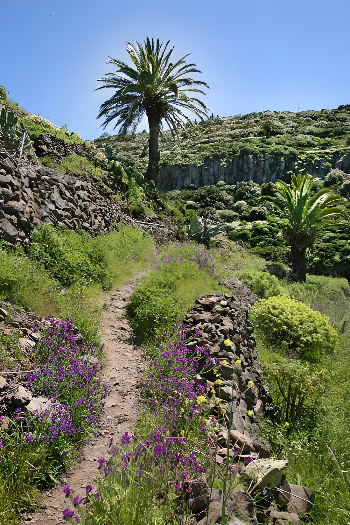 PDGIT2090529: Sentiero tra palme e fiori viola