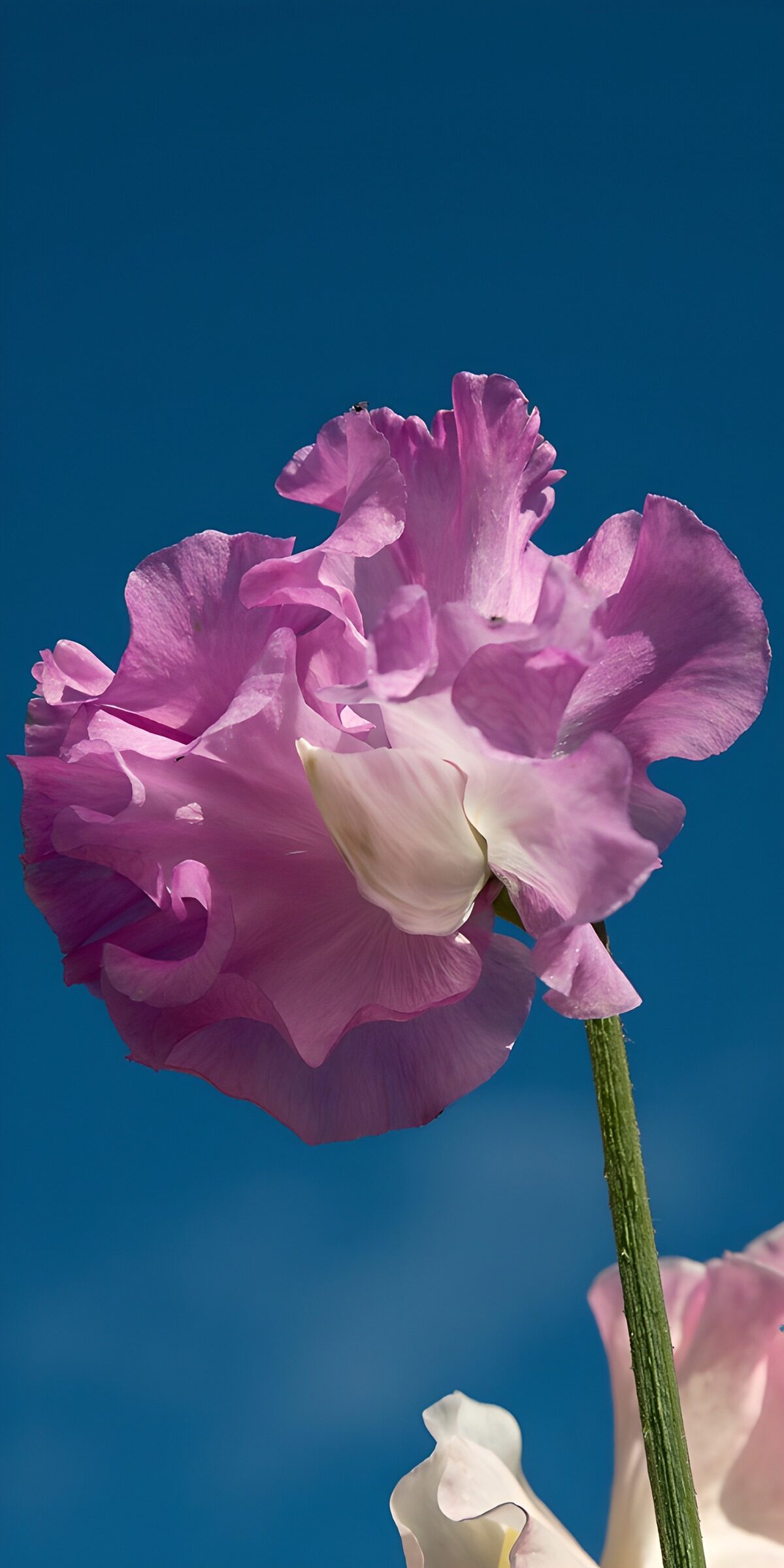 PDGIT6767223: Pisello odoroso rosa e lilla sul blu