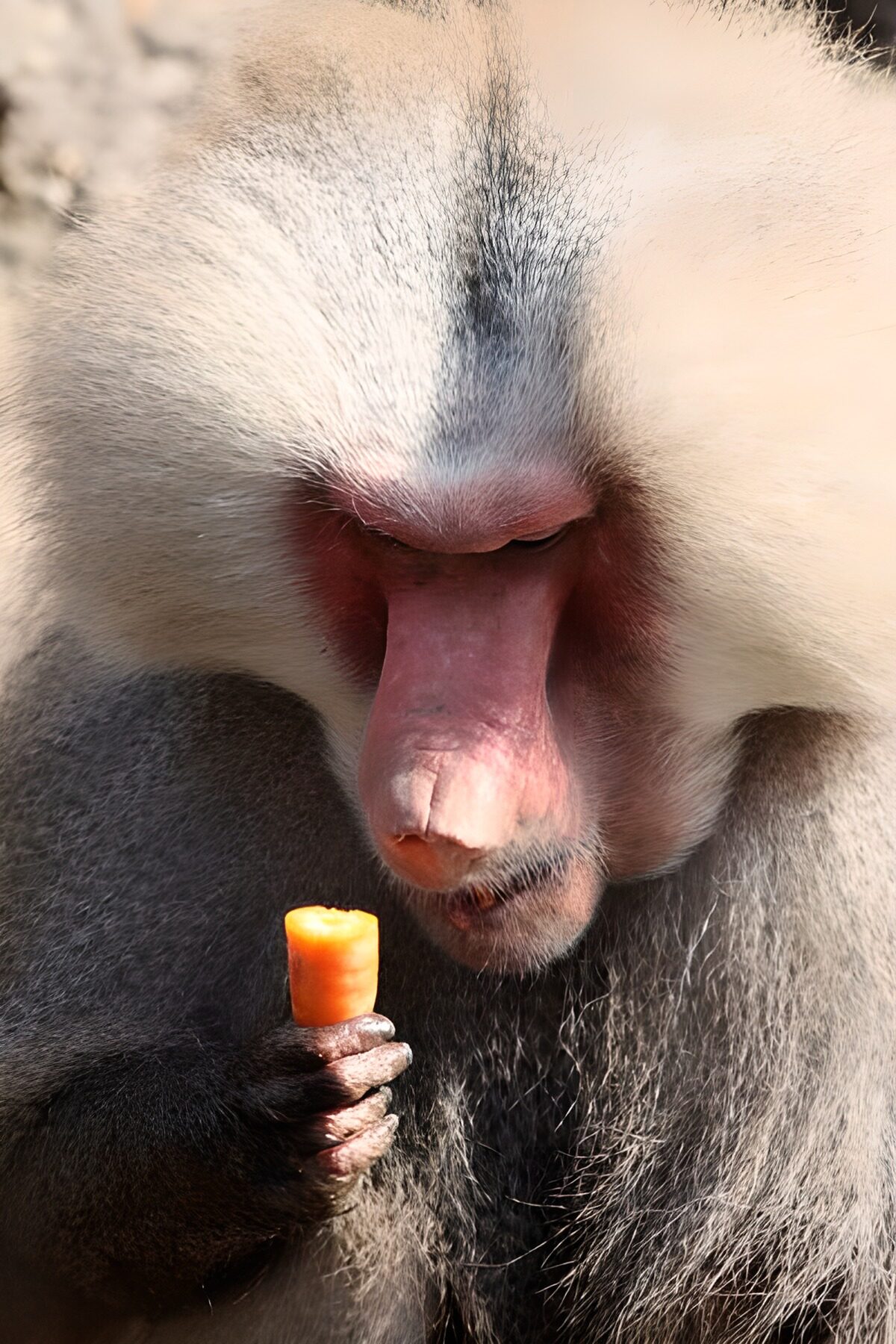 PDGIT8030648: Babbuino con carota al sole