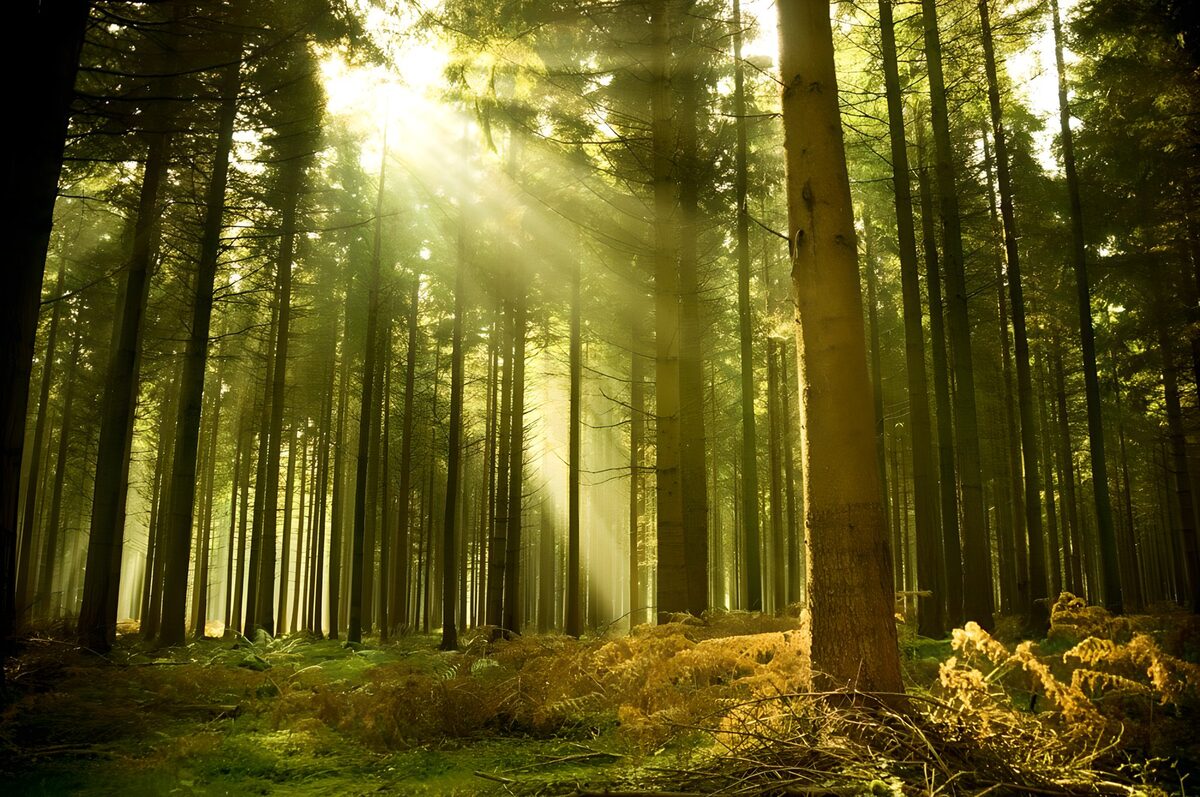 PDGIT1941459: Bosco di conifere nella luce dorata