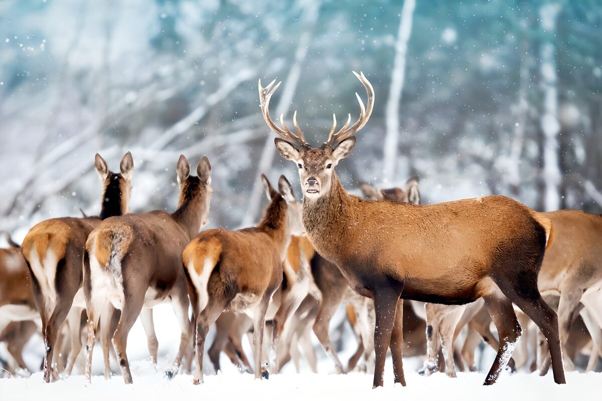 PDGIT7196784: Cervo e branco nel bosco sotto la neve
