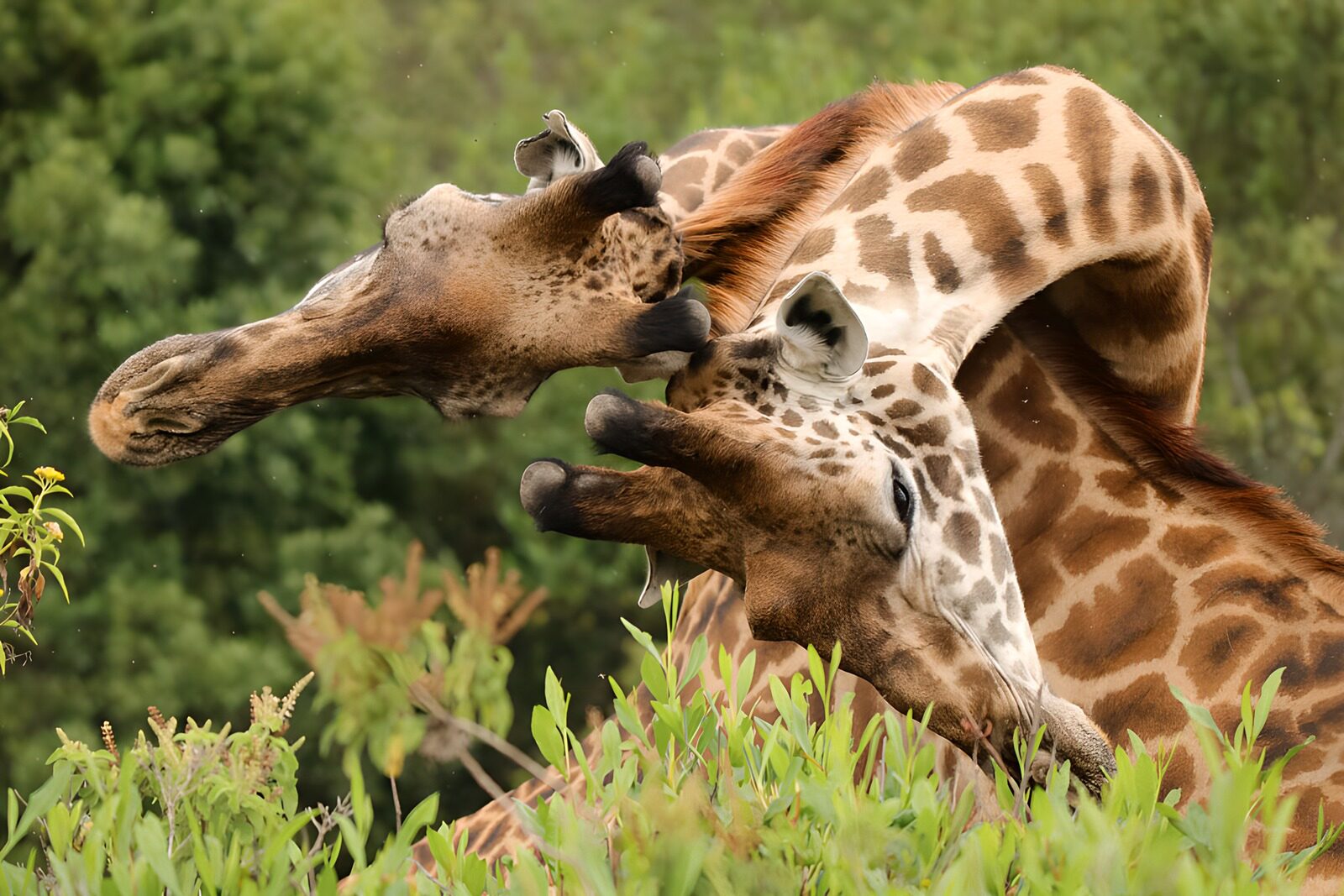 PDGIT8249639: Due giraffe vicine tra le foglie