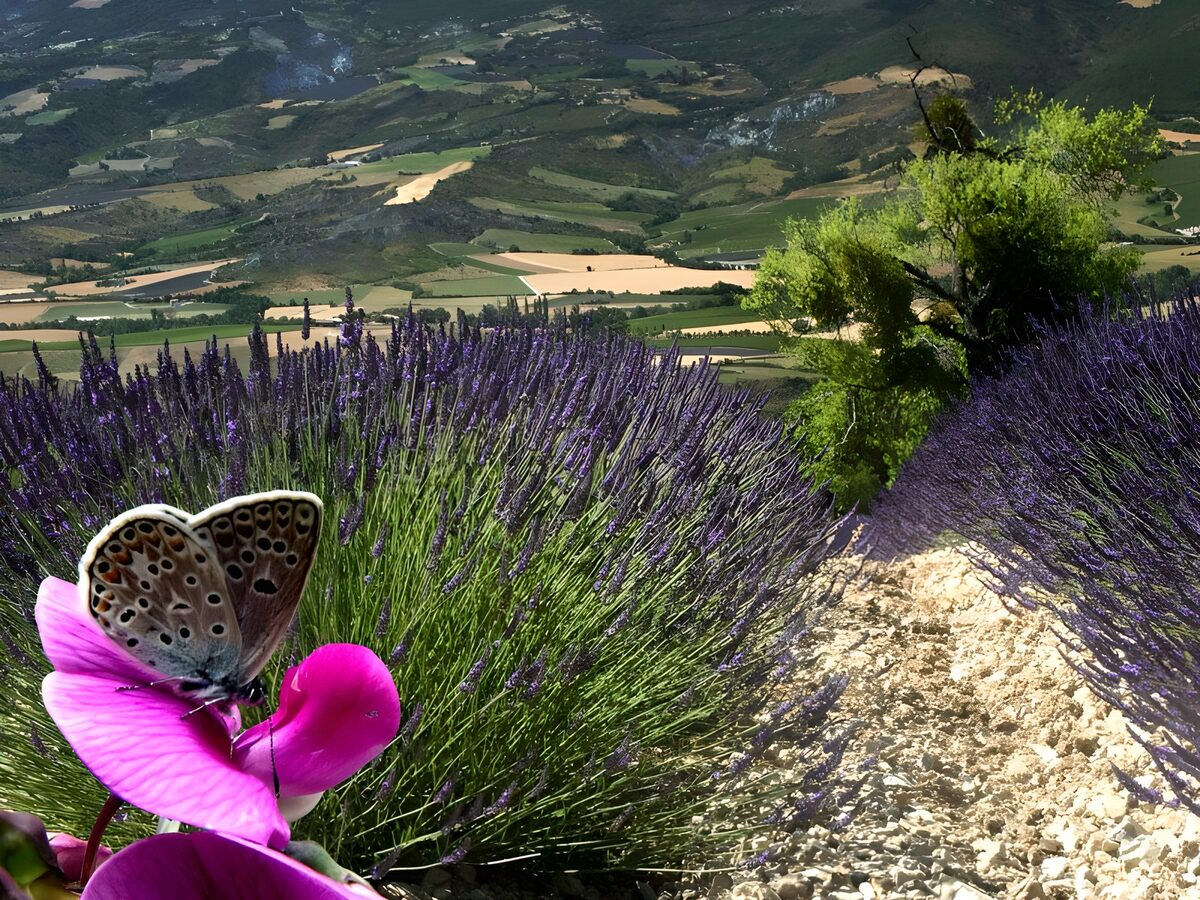 PDGIT5992582: Farfalla su fiore rosa tra le lavande