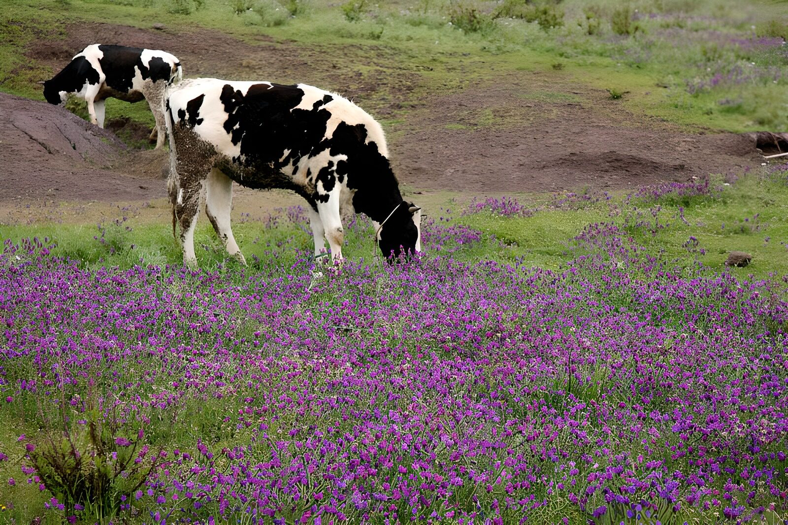 PDGIT4743060: Due mucche tra i fiori viola