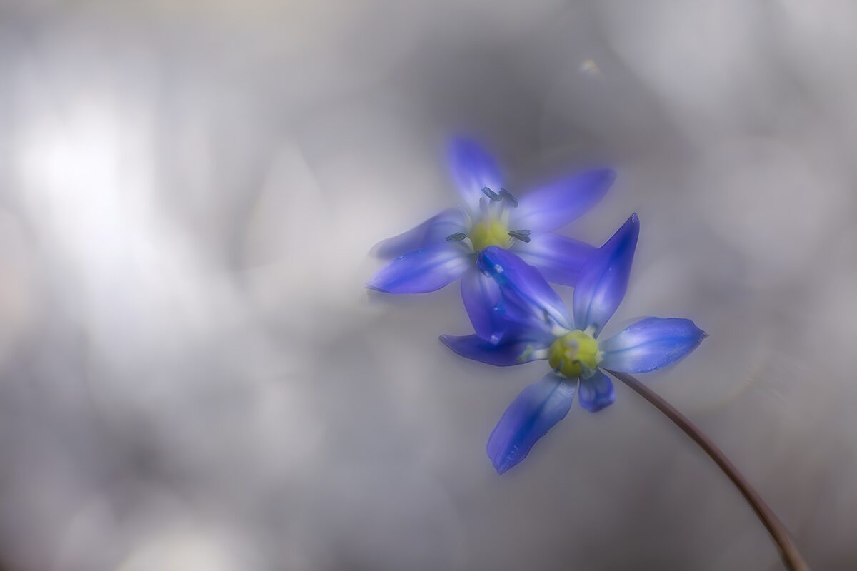 PDGIT3619847: Due fiori blu su fondo grigio