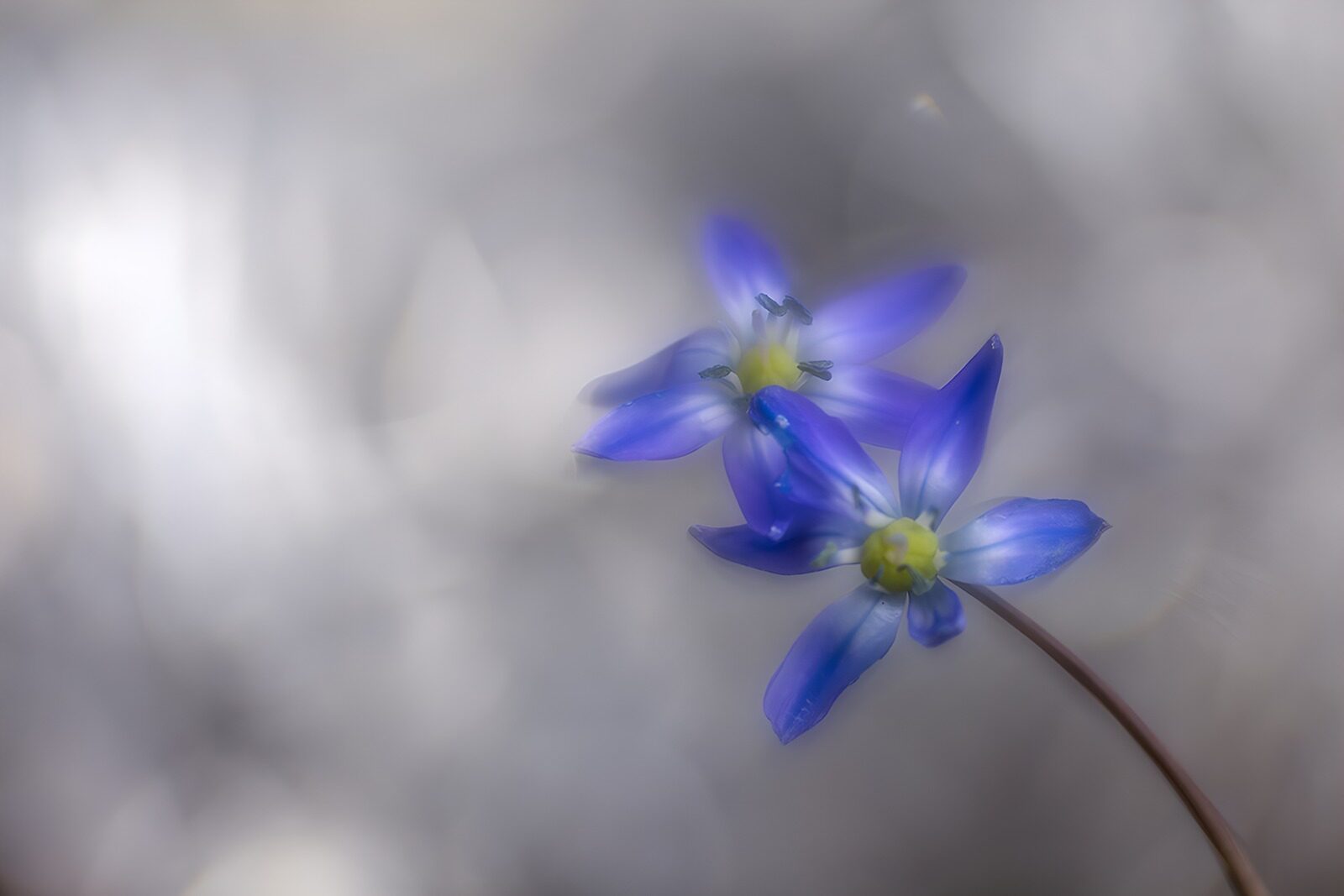 PDGIT3619847: Due fiori blu su fondo grigio