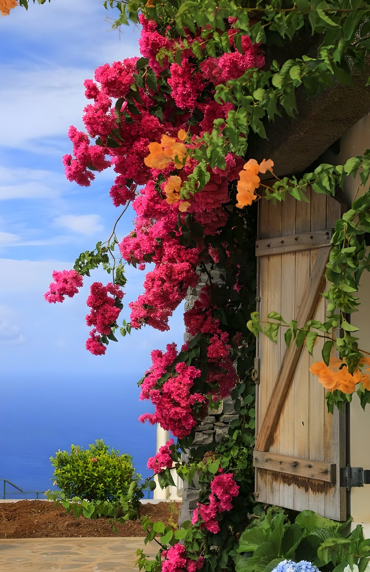 PDGIT8958835: Bougainvillea e persiana sul mare