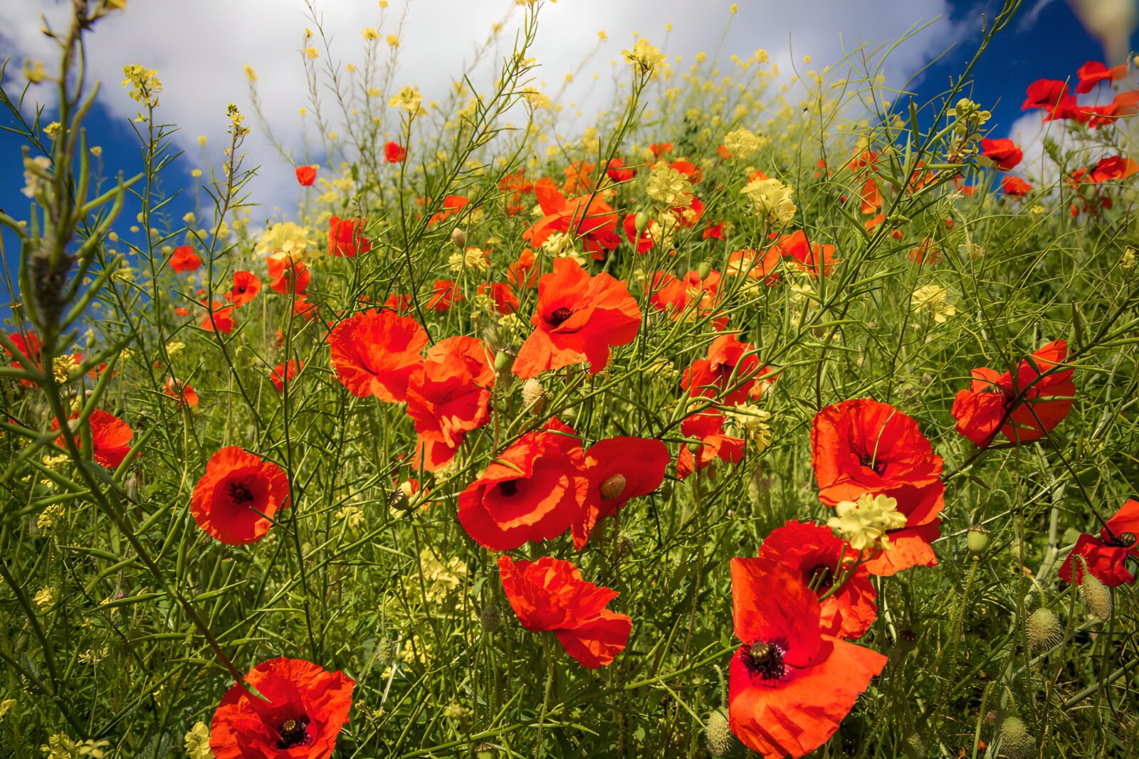 PDGIT1583398: Papaveri rossi e fiori gialli al sole