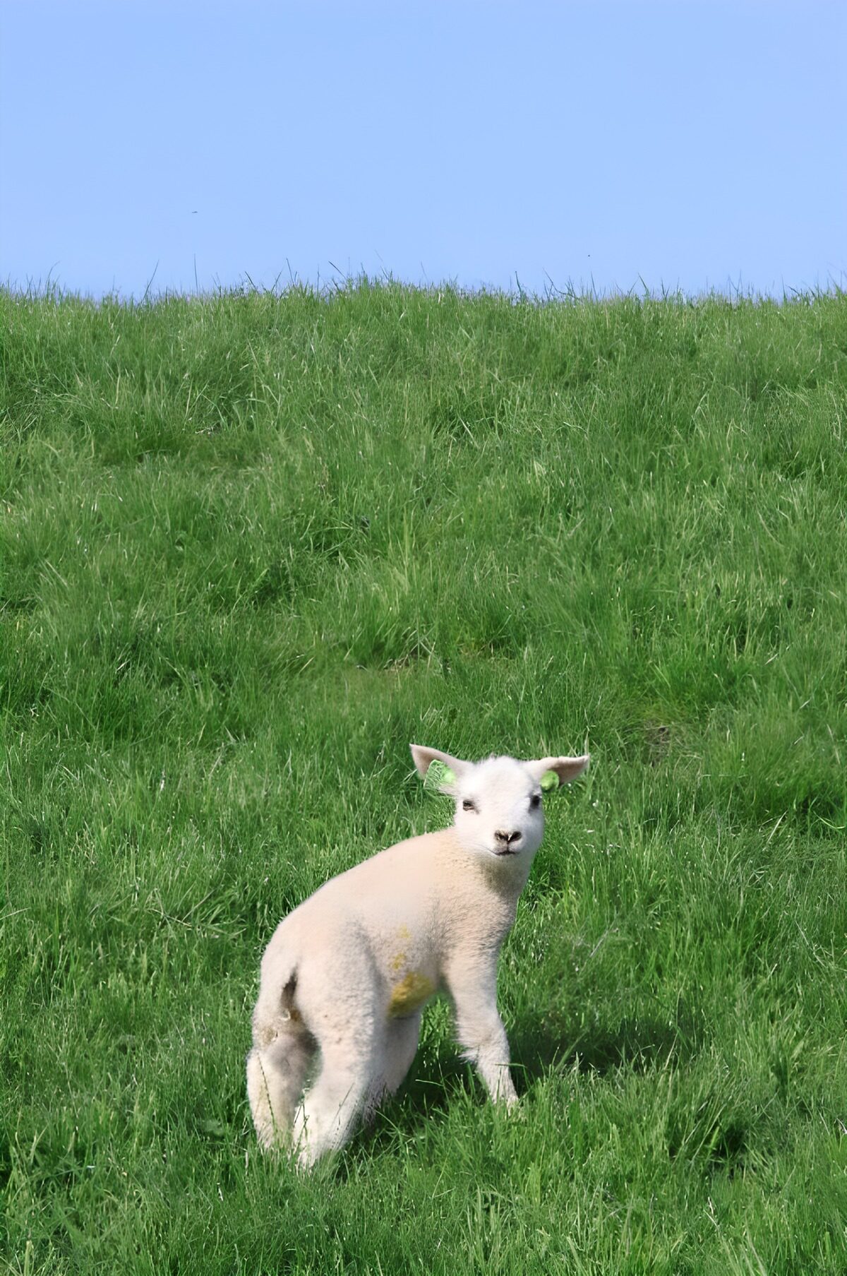 Agnello bianco nella quiete del prato