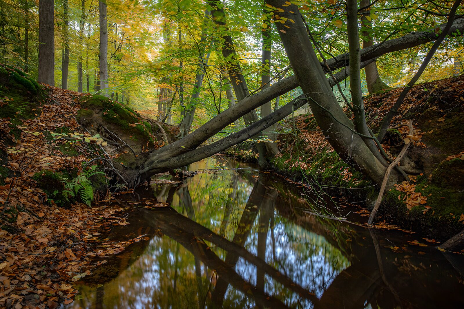 PDGIT3616431: Ruscello d’autunno tra rive ombrose