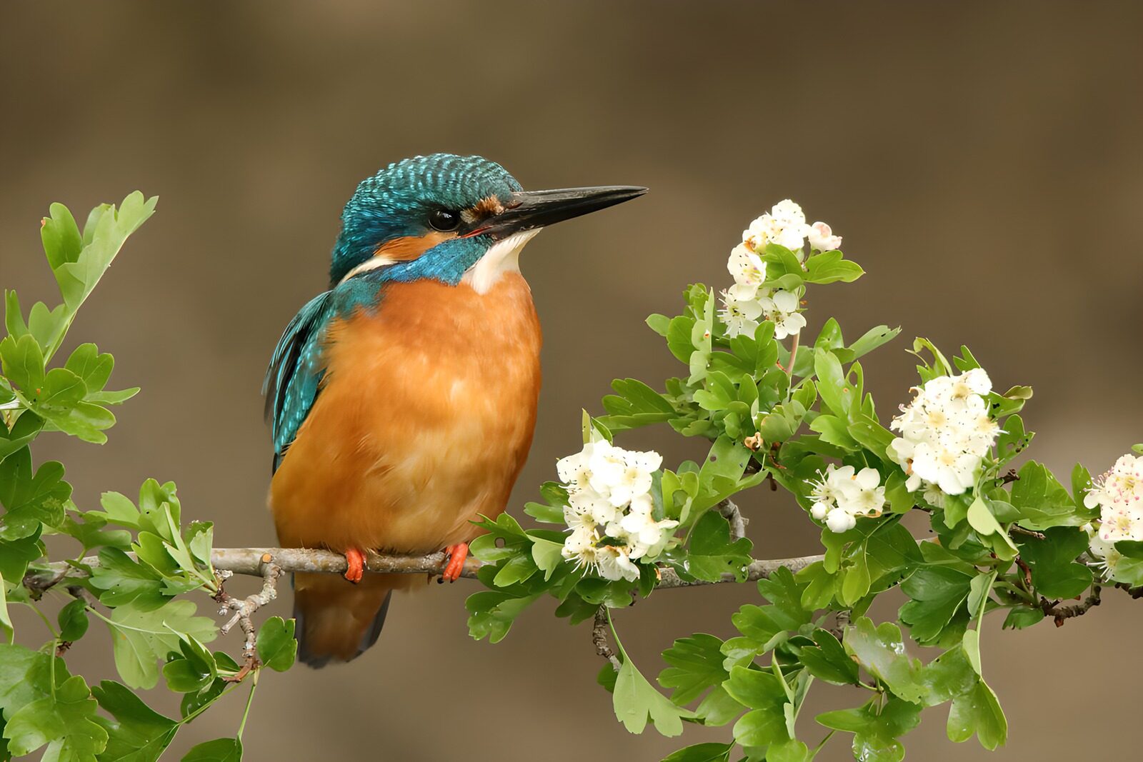 PDGIT4295450: Martin pescatore tra i fiori bianchi
