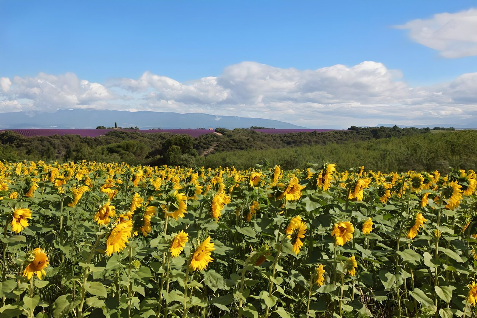 PDGIT1050359: Campo di girasoli sotto le nuvole