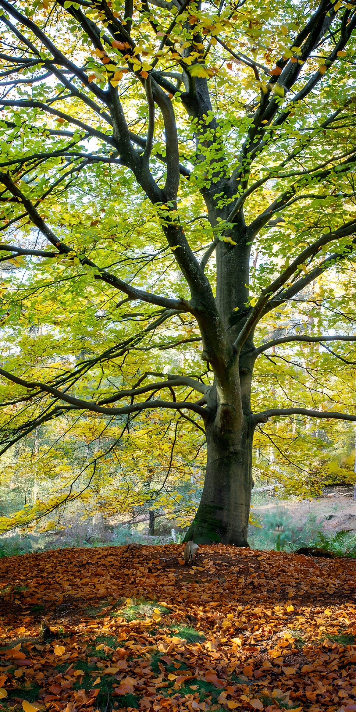 PDGIT8536488: Faggio d’autunno tra luce e ombra