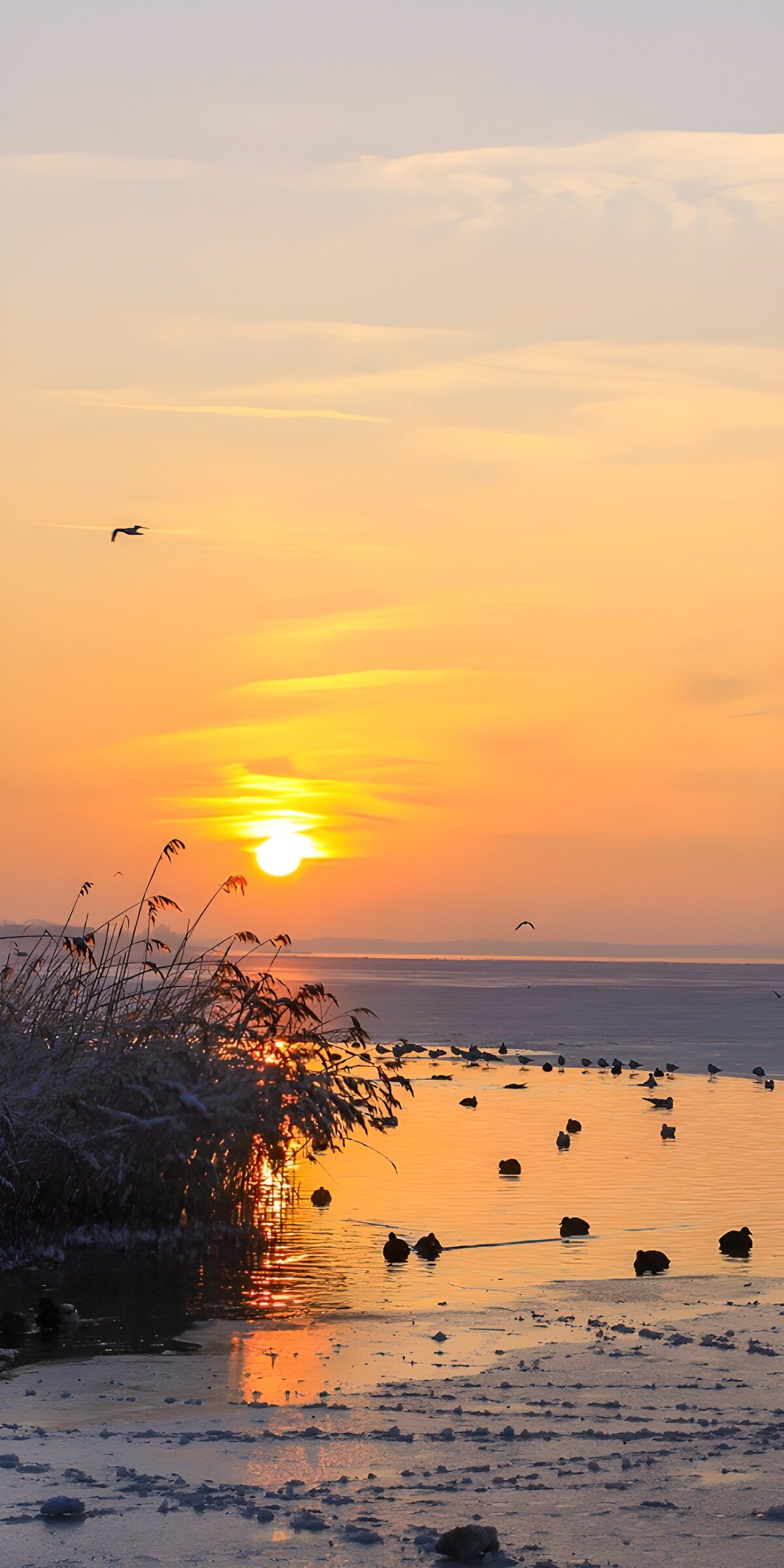 PDGIT9755420: Tramonto invernale tra ghiaccio e uccelli