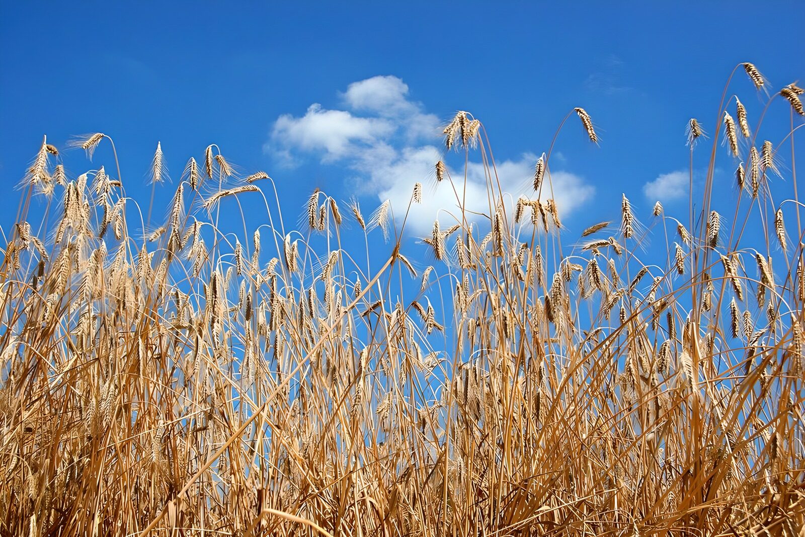 PDGIT7728545: Spighe dorate sotto il cielo blu
