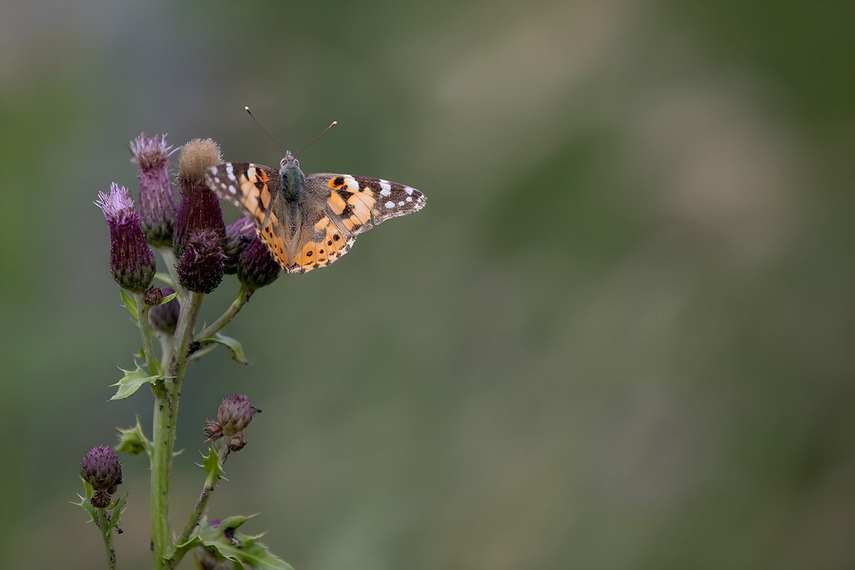 PDGIT8511701: Vanessa del cardo, ali aperte sul viola