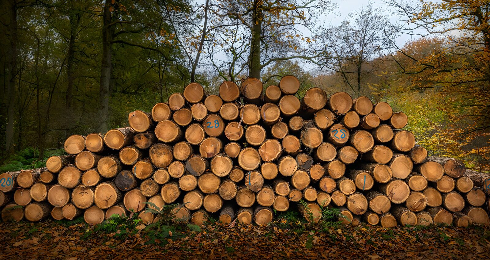 PDGIT7740919: Tronchi accatastati nel bosco d’autunno