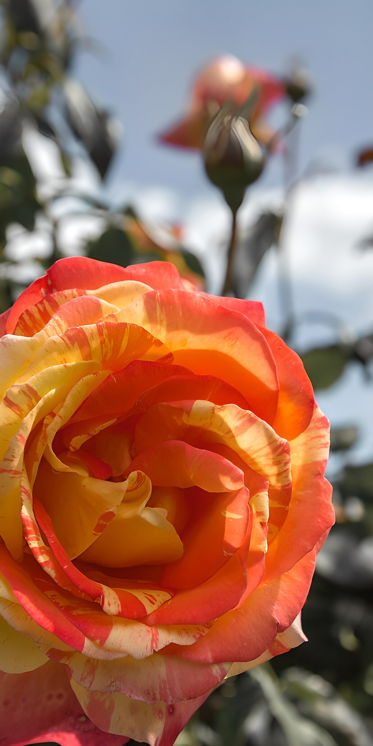 PDGIT3759709: Rosa rossa e gialla in piena luce