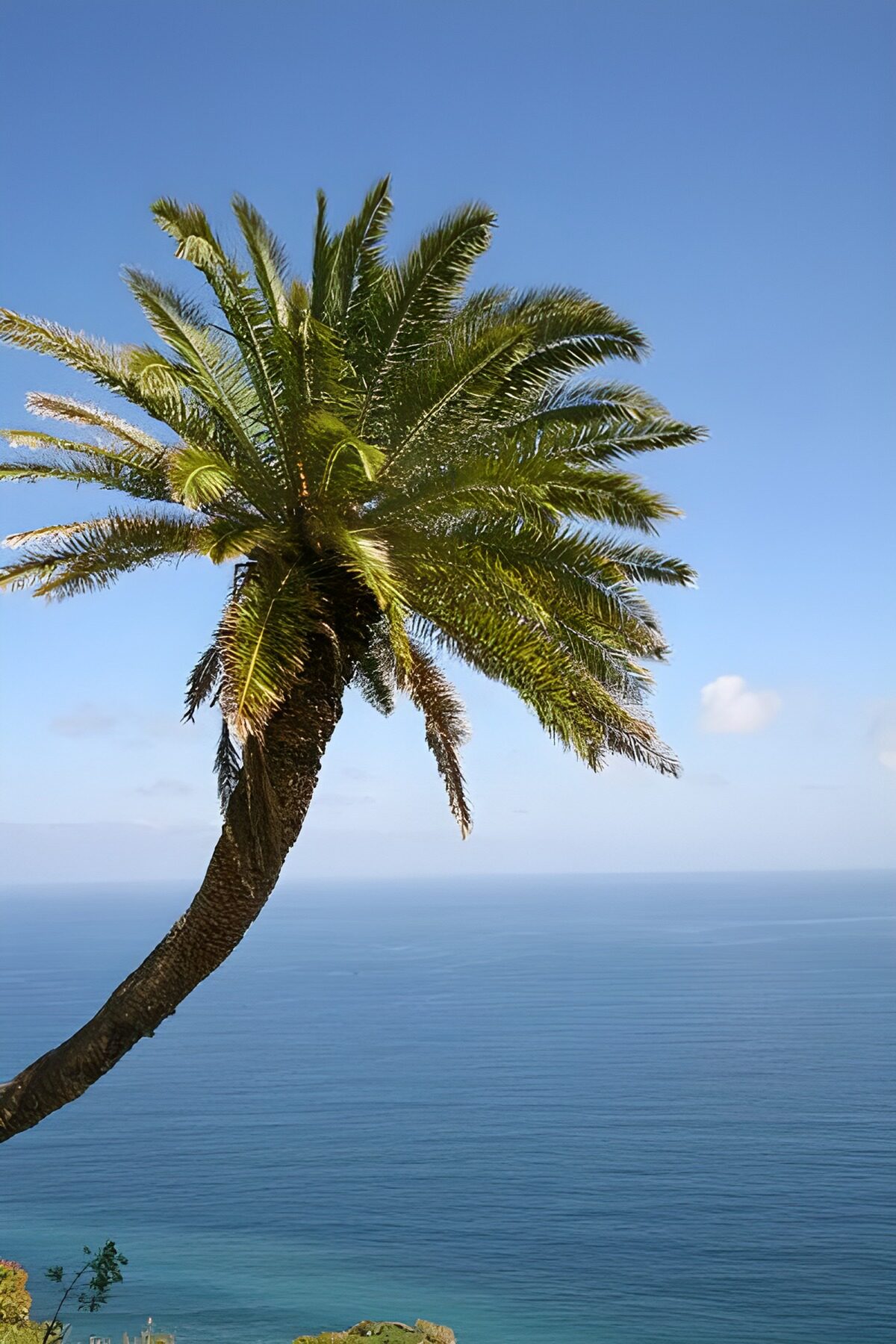 PDGIT3245911: Palma protesa sul mare azzurro