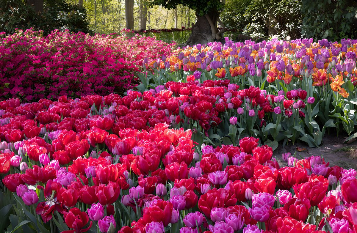 PDGIT5131189: Aiuole di tulipani, primavera a colori