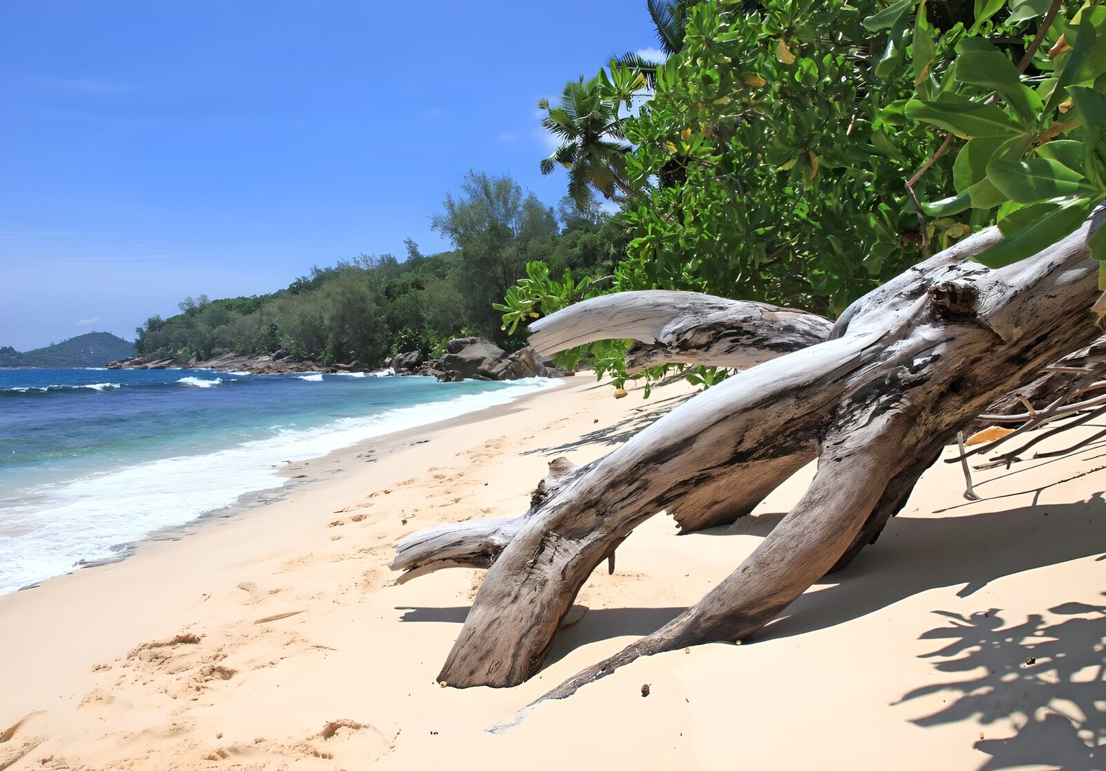 PDGIT8103438: Tronco sulla spiaggia tropicale