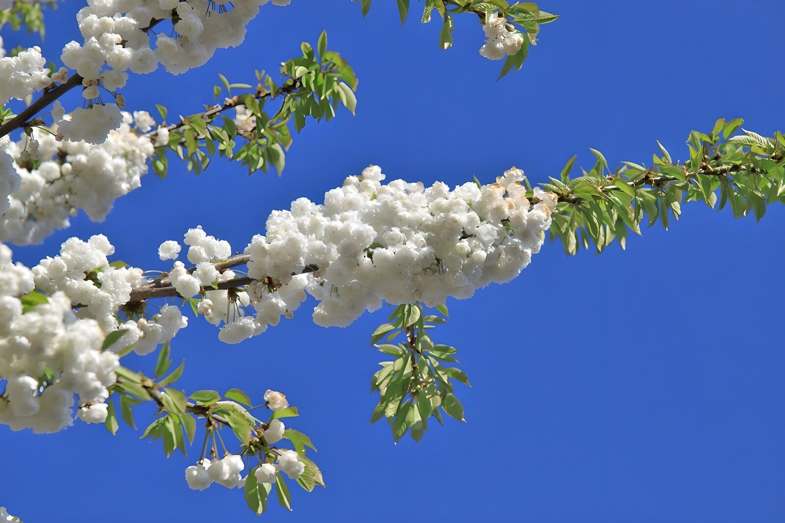 PDGIT3534066: Rami in fiore nel cielo azzurro
