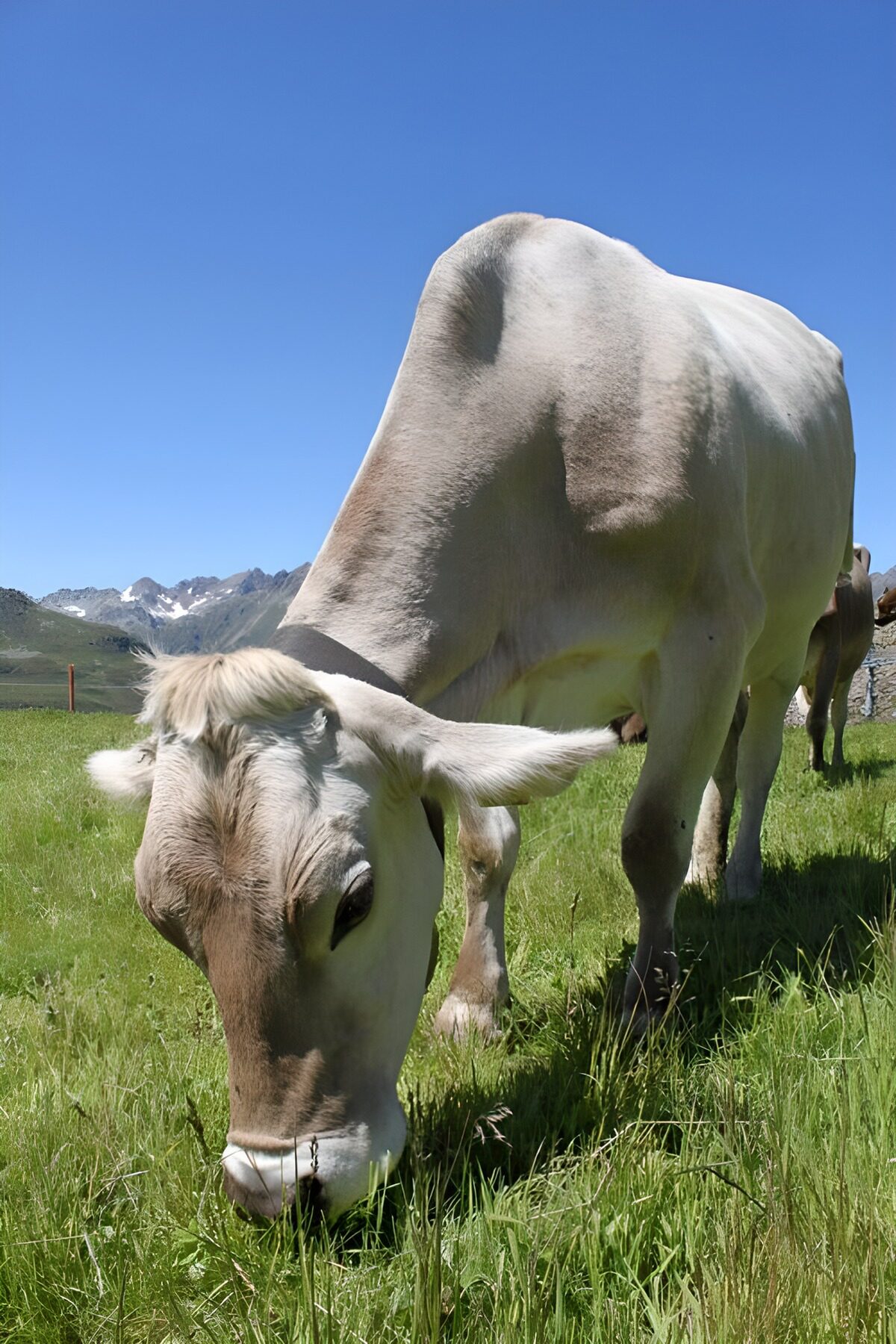 PDGIT5271961: Mucca al pascolo nel prato di montagna