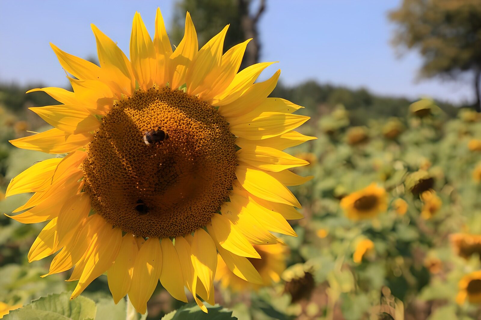 PDGIT1358107: Girasole e api nella luce d’estate