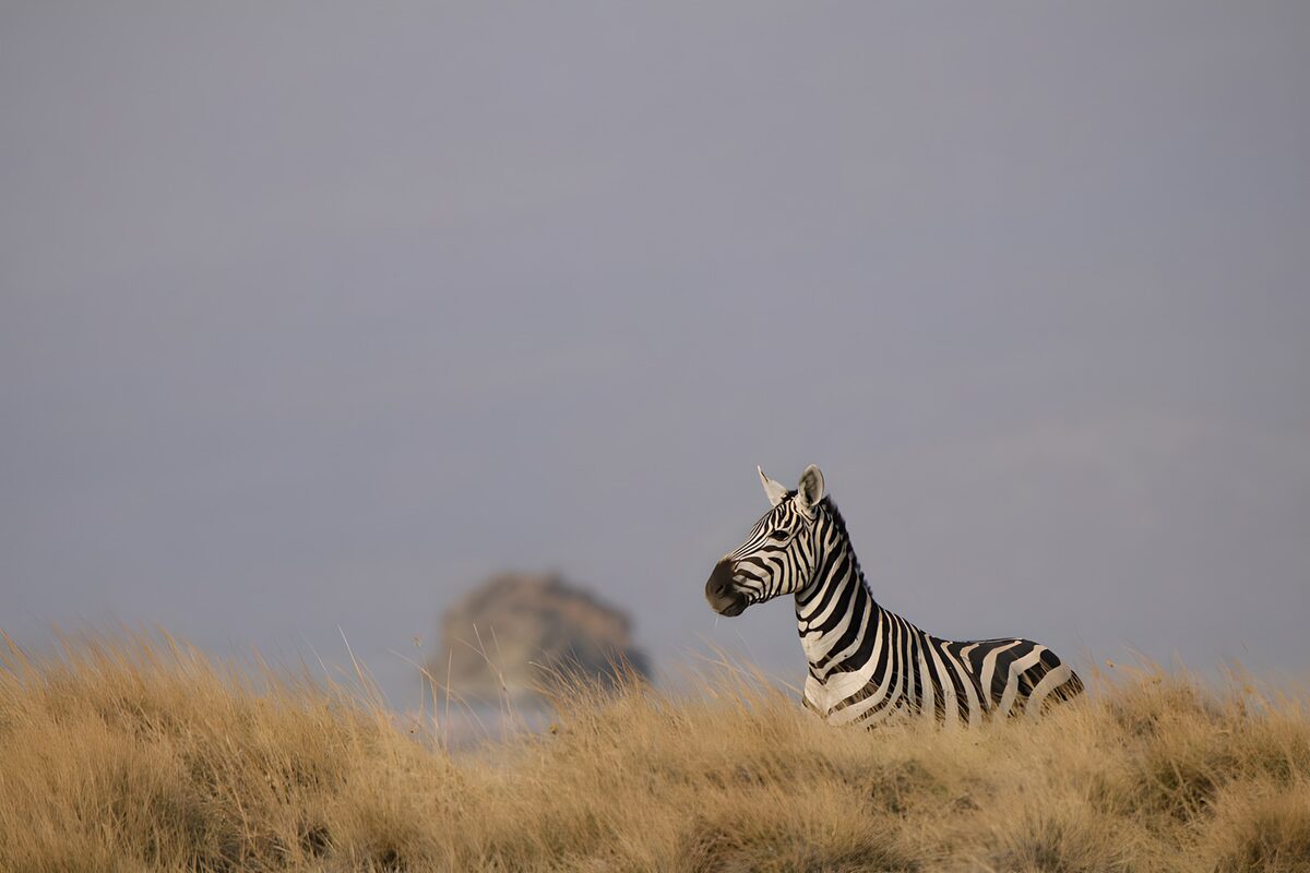 Zebra tra l'erba alta e dorata