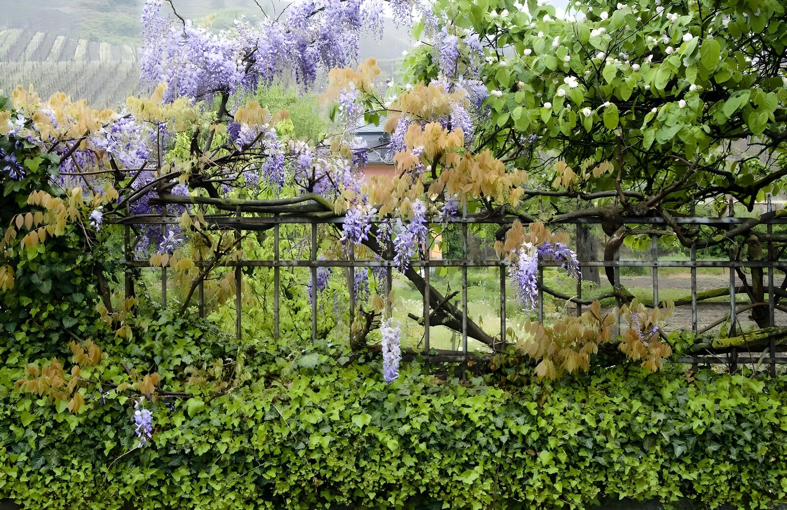 PDGIT5142710: Glicine in fiore sulla recinzione