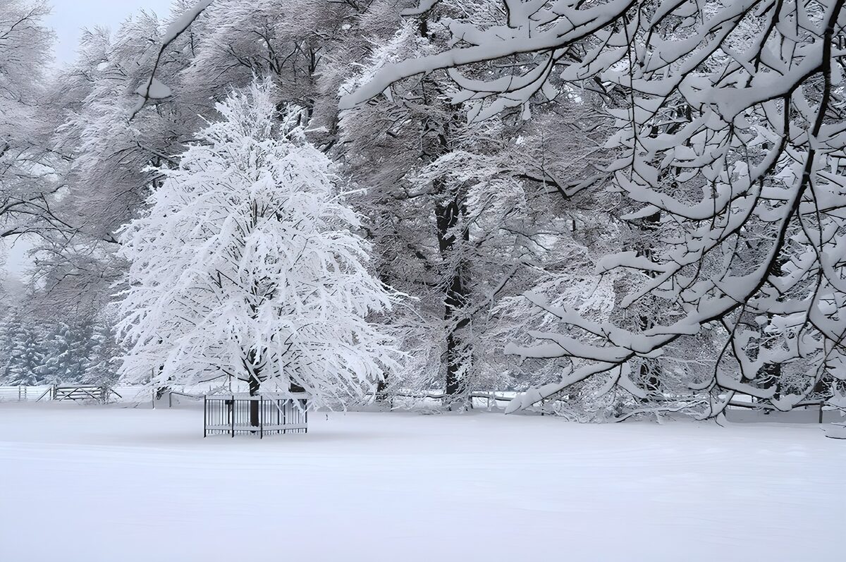 PDGIT1693677: Alberello e rami carichi di neve