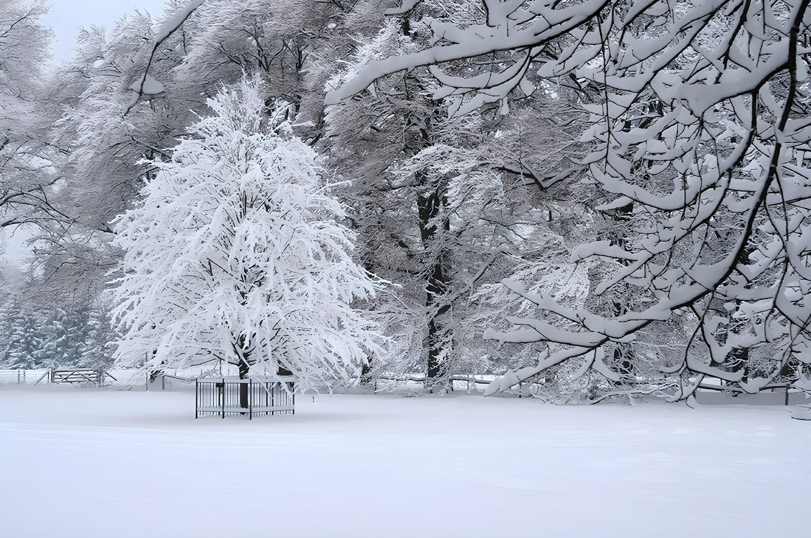 PDGIT1693677: Alberello e rami carichi di neve