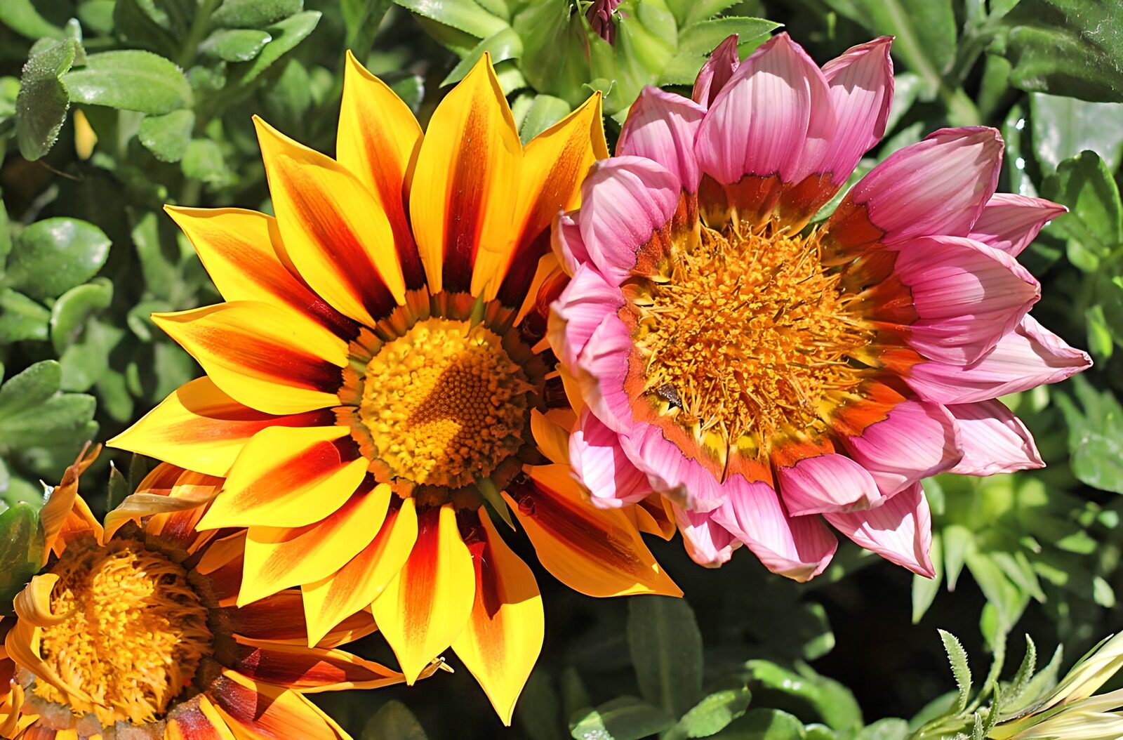 PDGIT7742646: Gazanie gialle e rosa al sole
