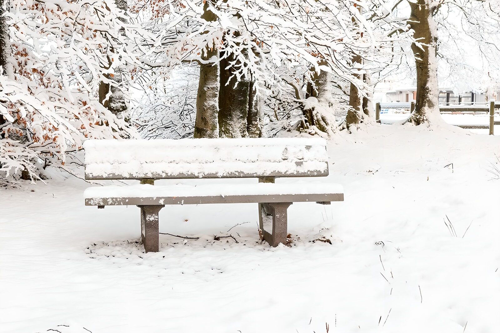PDGIT5495757: Panchina innevata tra gli alberi