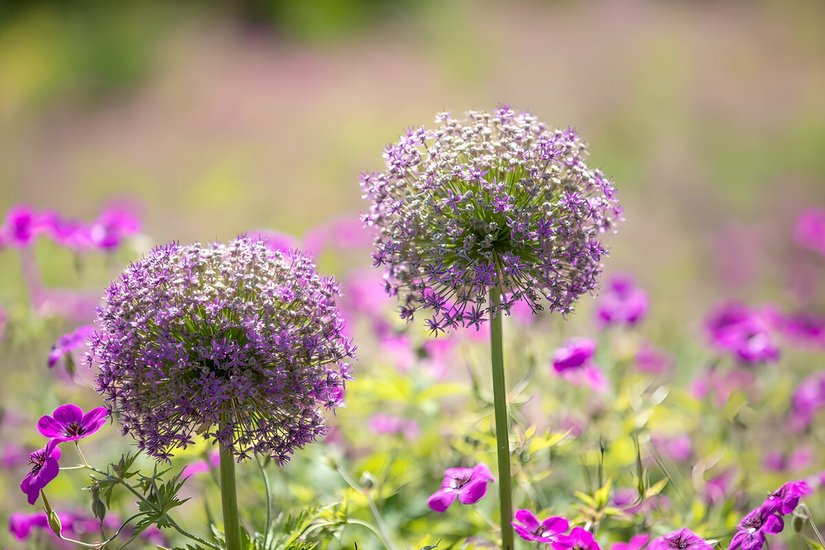 PDGIT4613395: Due sfere di allium tra i fiori rosa