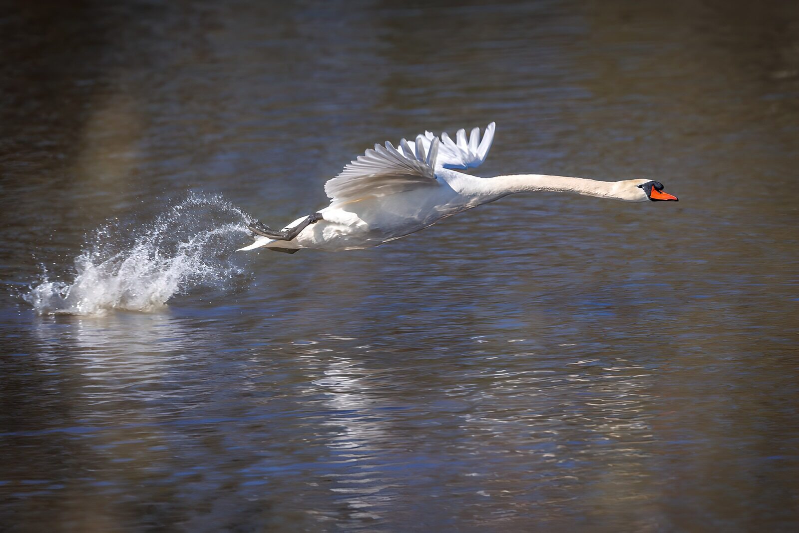 PDGIT4663543: Cigno reale in volo tra gli spruzzi