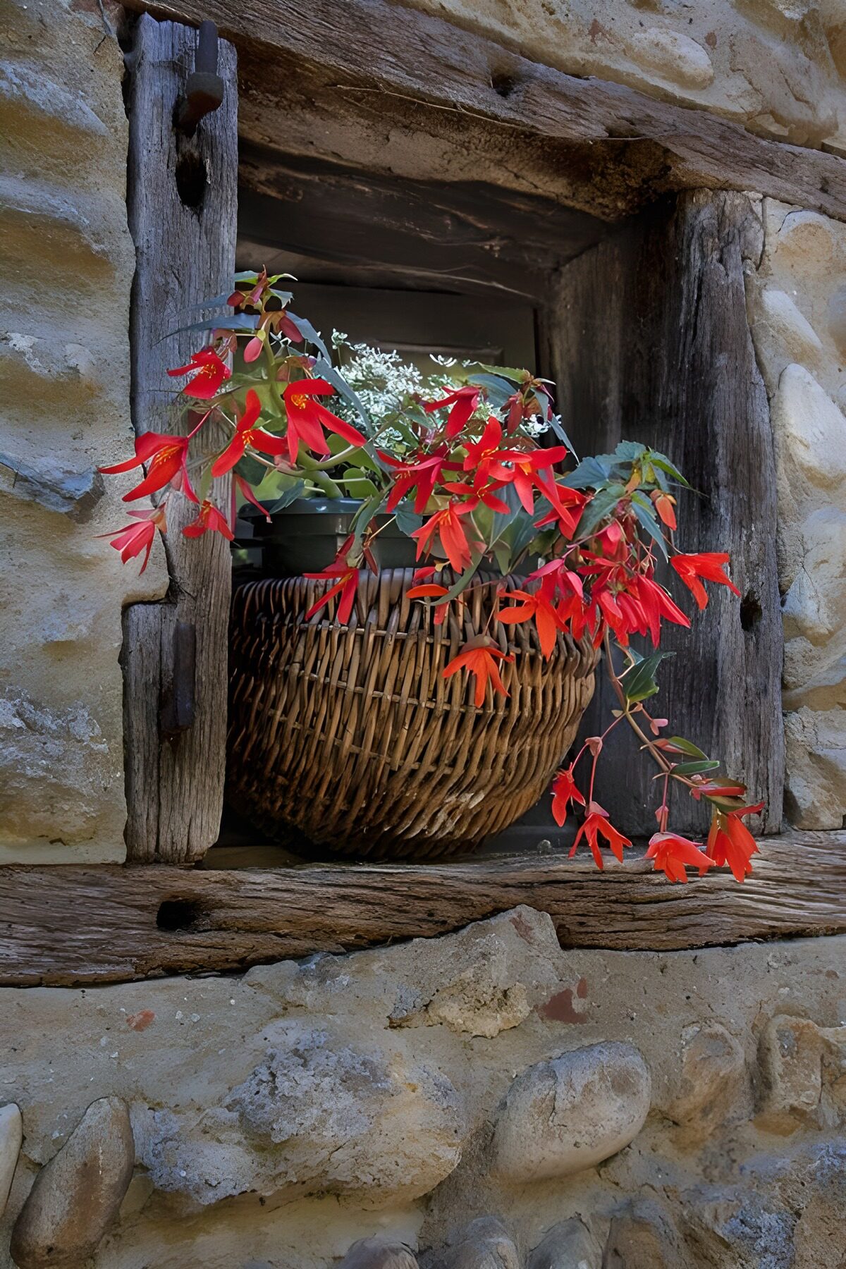 PDGIT4110368: Cesto di fiori rossi alla finestra