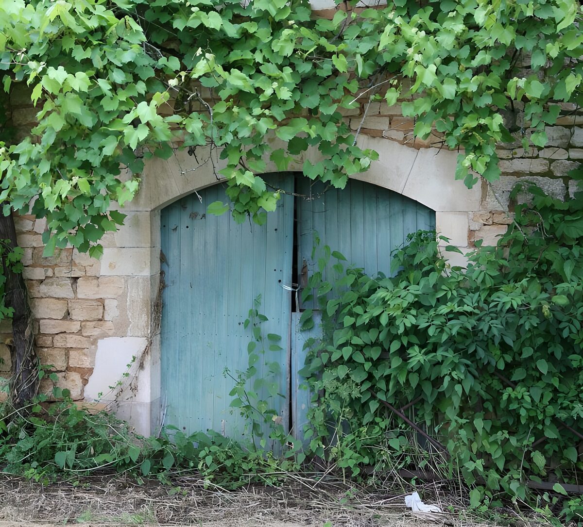 Vecchia porta azzurra tra i rampicanti