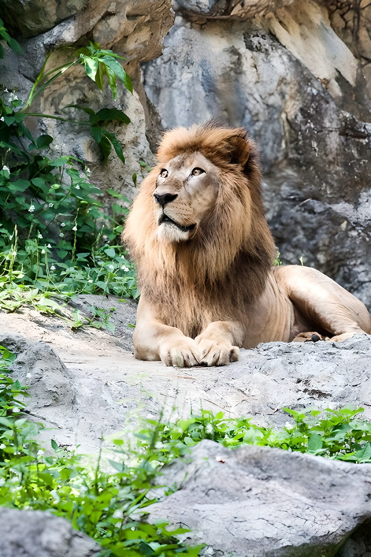PDGIT4935231: Il leone custodisce il silenzio