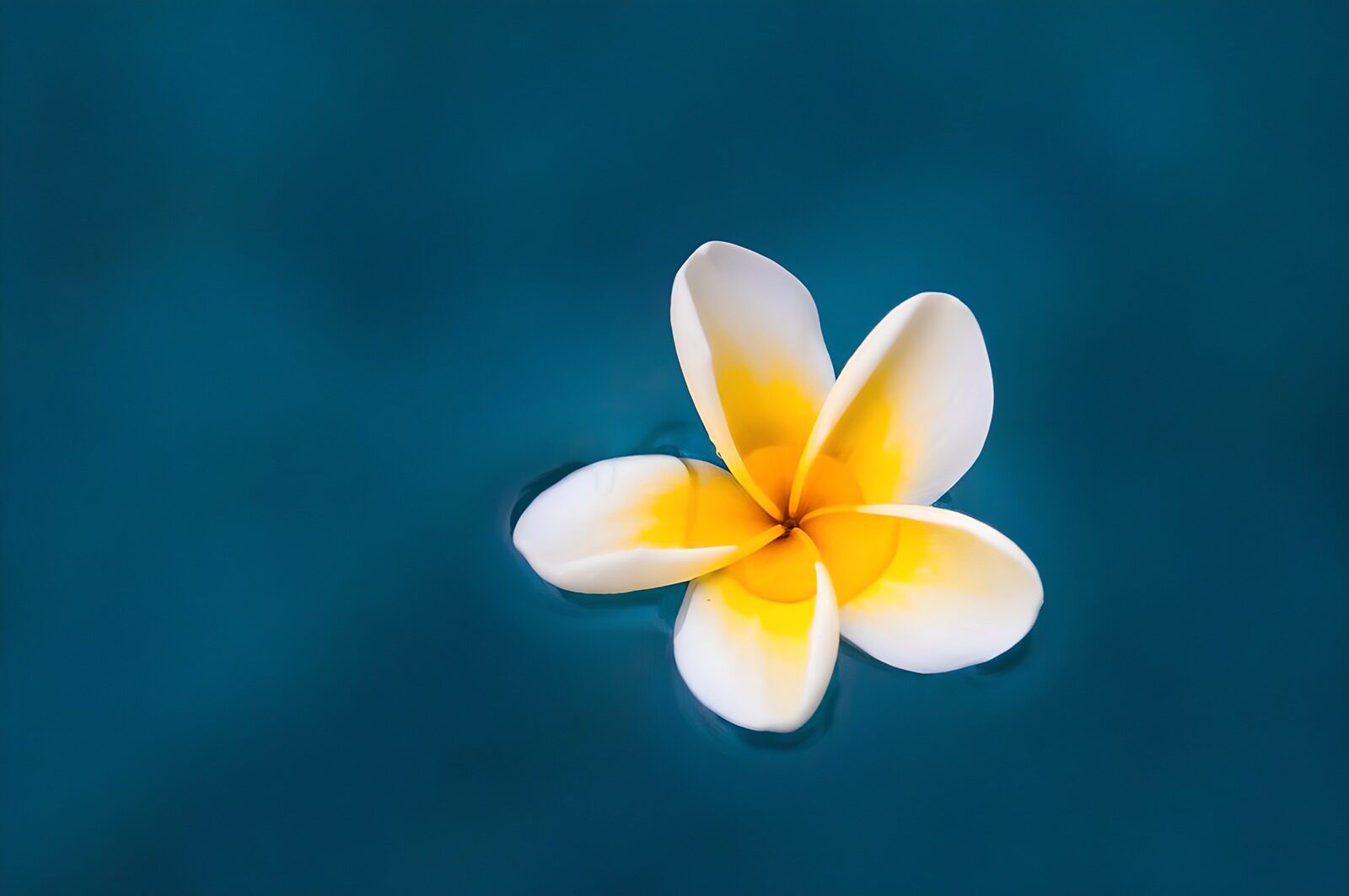 PDGIT6953290: Frangipani bianco sull’acqua blu
