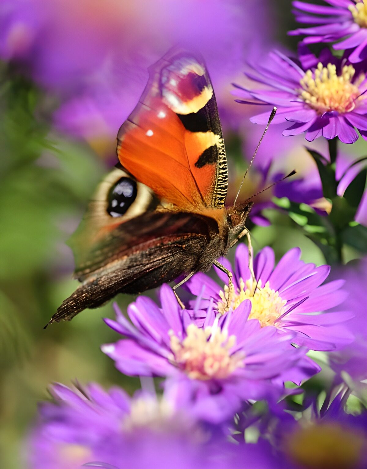 PDGIT1896689: Farfalla sugli aster al sole
